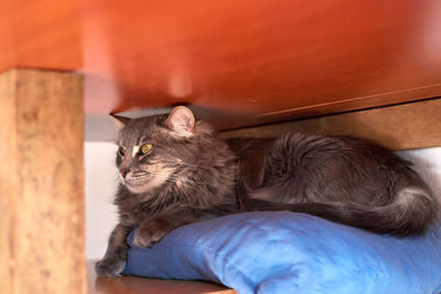 Close-up of cat relaxing at home