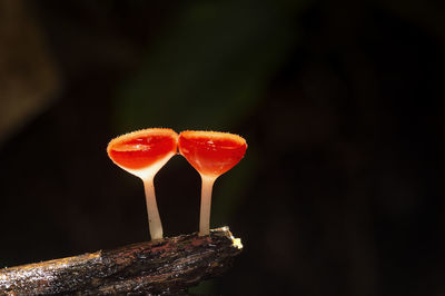 Close-up of orange mushroom growing against black background