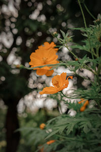 Close-up of orange flowering plant