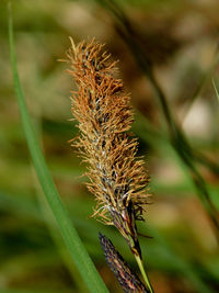 Close-up of wilted plant on field