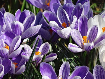 Close-up of purple flowers blooming outdoors