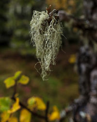 Close-up of lichen growing on field