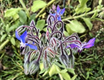 Close-up of purple flowering plant on field