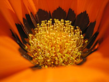 Macro shot of yellow flower