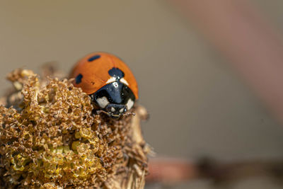 Close-up of ladybug