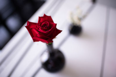 Close-up of red rose