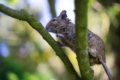 Close-up of squirrel perching on tree