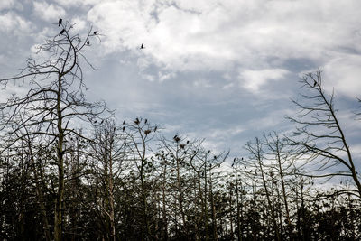 Low angle view of bare trees against sky