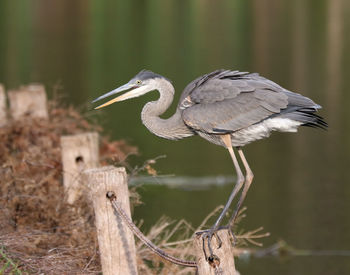 Great blue heron