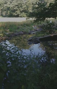 Reflection of trees in lake