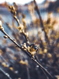 Close-up of insect on twig