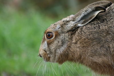 Close-up of squirrel