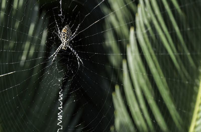 Close-up of spider on web