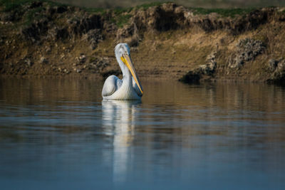 Side view of a bird in water