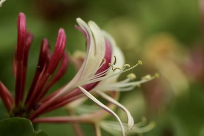 Close-up of flowering plant