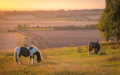 Horses grazing in a field