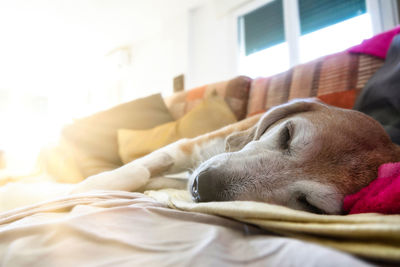 Old beagle dog sleeping on the couch after a surgical operation. the room is illuminated by sun rays