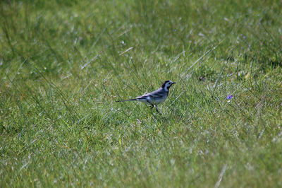 Close-up of bird perching on grass