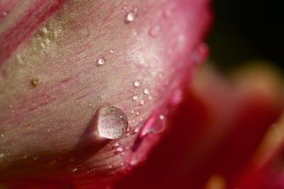 Close-up of water drops on red flower