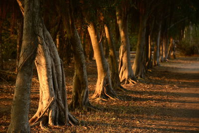 Trees in forest sun setting 