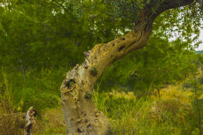 View of an animal on land