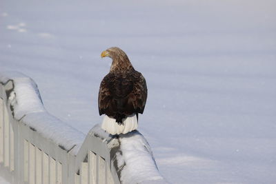 Bird perching on wood