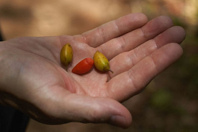 Cropped image of person holding fruits