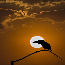 Low angle view of silhouette bird against sky