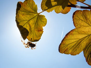 Low angle view of maple leaves against clear sky