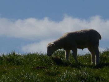 Horse grazing on field against sky