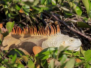 Close-up of a lizard on tree