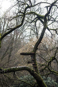 Low angle view of bare tree in forest