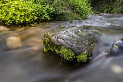 Close-up of moss growing on rock