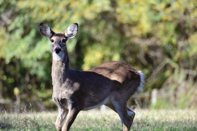 Portrait of an animal on land