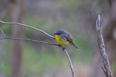 Close-up of bird perching on branch