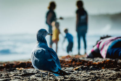 Close-up of seagull at beach