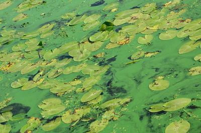 High angle view of leaves floating on lake