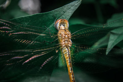 Close-up of dragonfly on plant