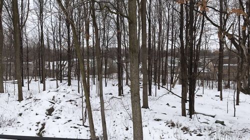 Pine trees in forest during winter