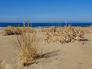 Scenic view of sea against clear blue sky