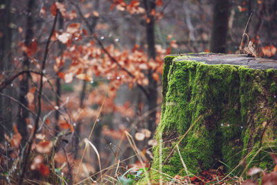 Bird perching on tree stump in forest