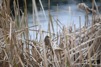 Close-up of bird perching on dry plants