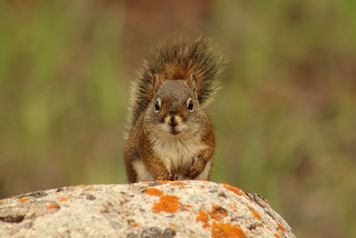 Portrait of squirrel on rock