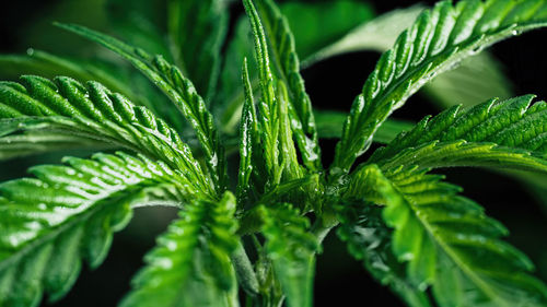 Close-up of fresh green leaves