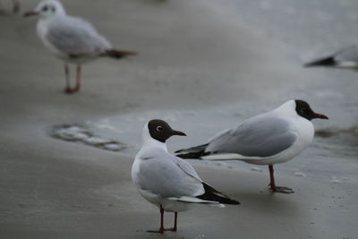bird