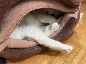 High angle view of cat sleeping on floor