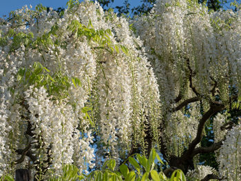 Close-up of white flowering plant