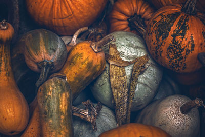 Pumpkins on the ground