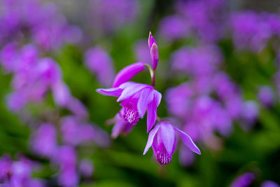 Close-up of purple flowering plant