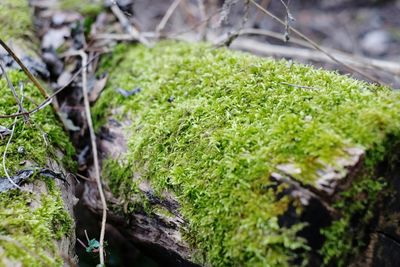 Close-up of plant